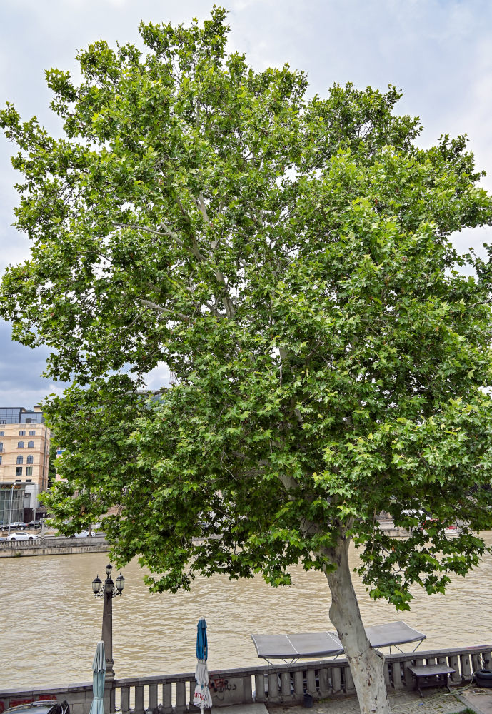 Image of Platanus orientalis specimen.
