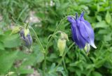 Aquilegia olympica. Соцветие с цветком, бутонами и мухами. Адыгея, Майкопский р-н, дол. руч. Водопадистый, субальпийский луг. 09.06.2024.