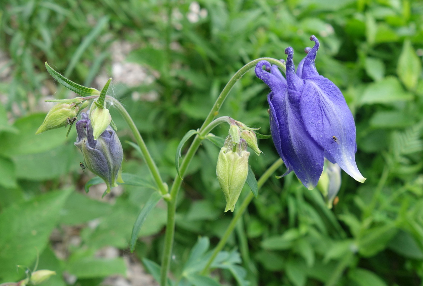 Image of Aquilegia olympica specimen.