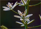 род Ornithogalum. Цветки. Московская обл., Раменский р-н, окр. дер. Хрипань, садовый участок. 23.06.2024.