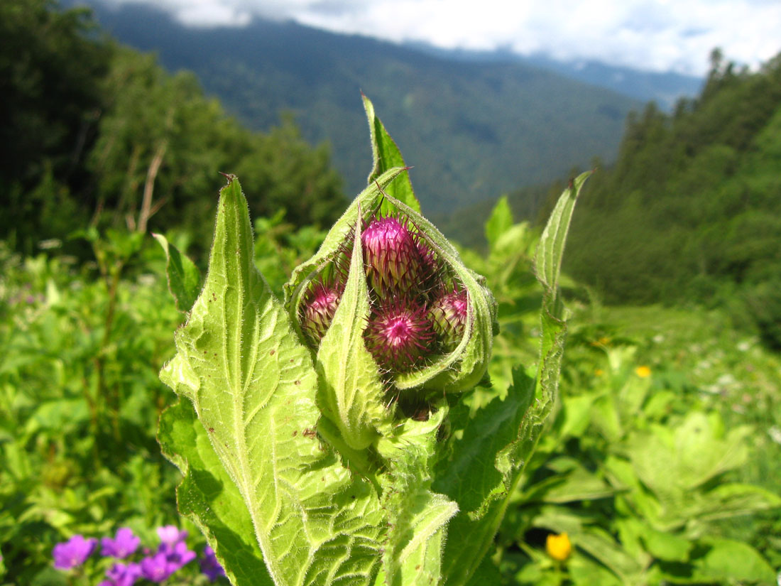 Изображение особи Cirsium kusnezowianum.