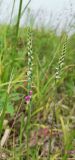 Spiranthes australis
