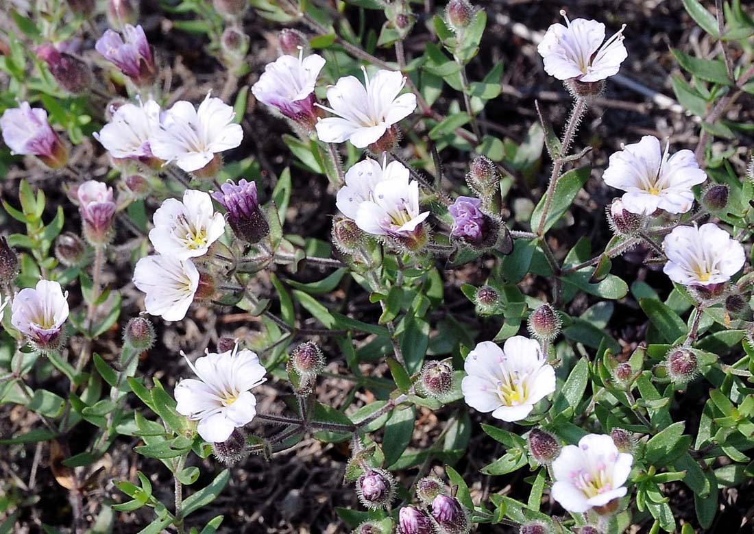 Изображение особи Gypsophila violacea.