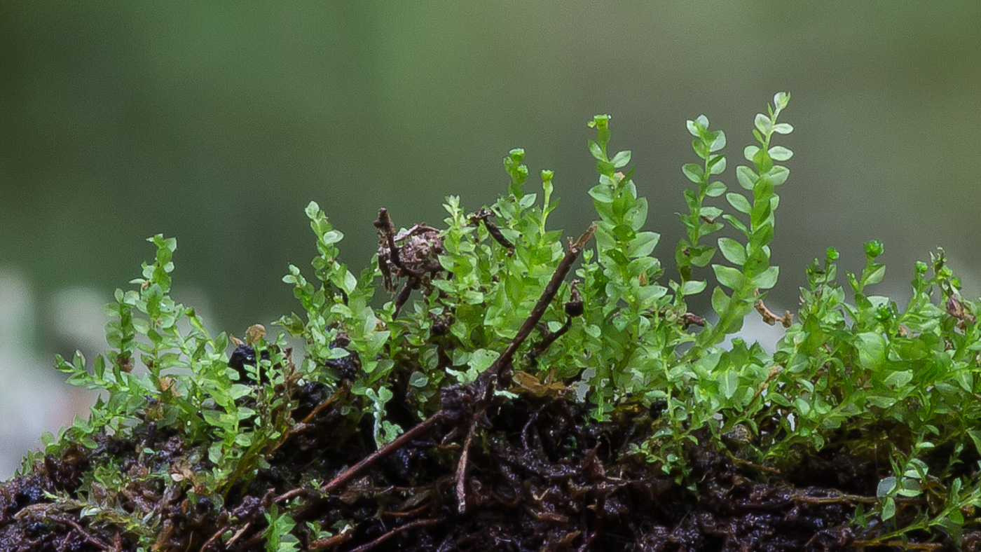Изображение особи Tetraphis pellucida.