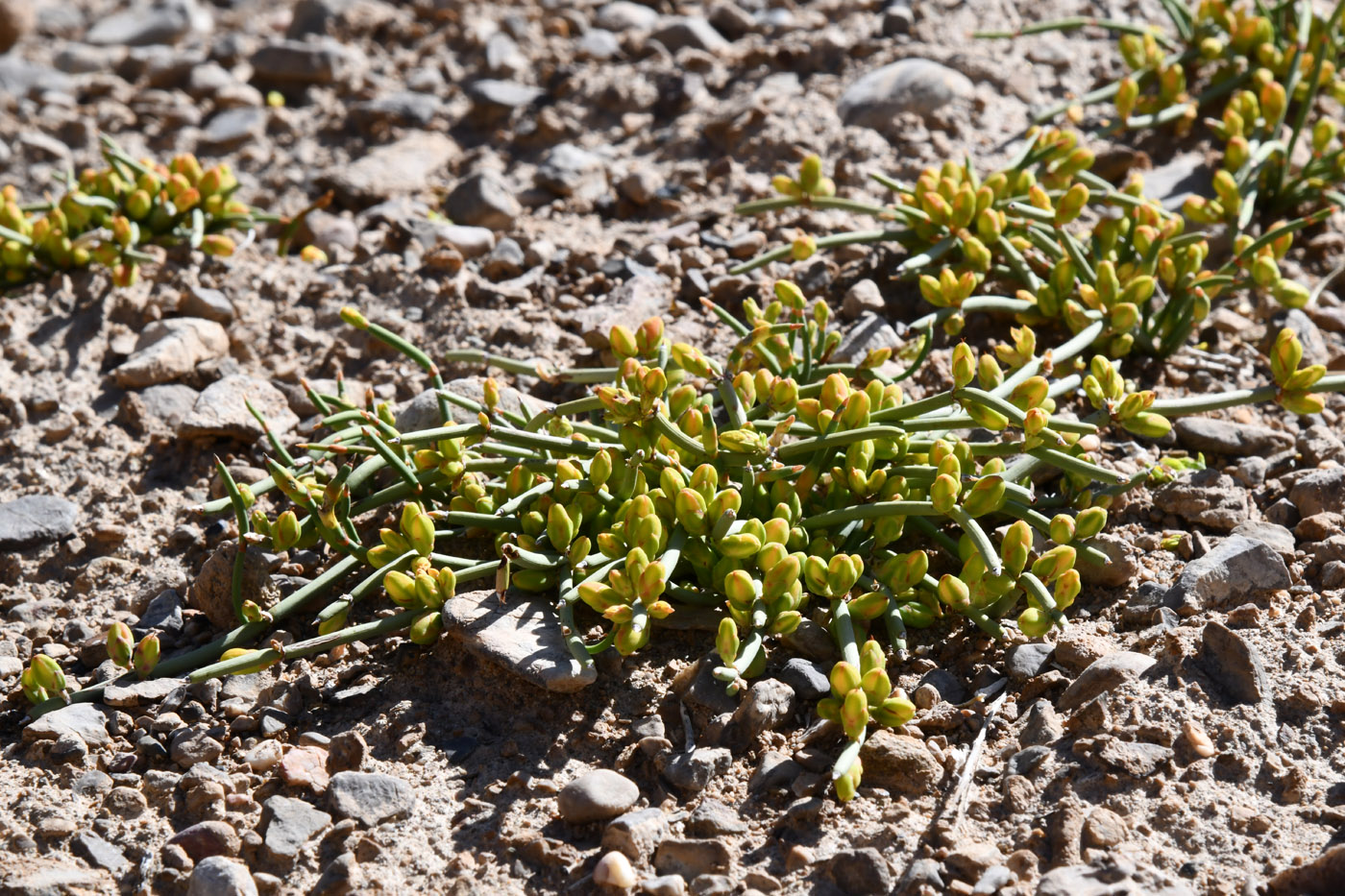 Image of Ephedra fedtschenkoae specimen.