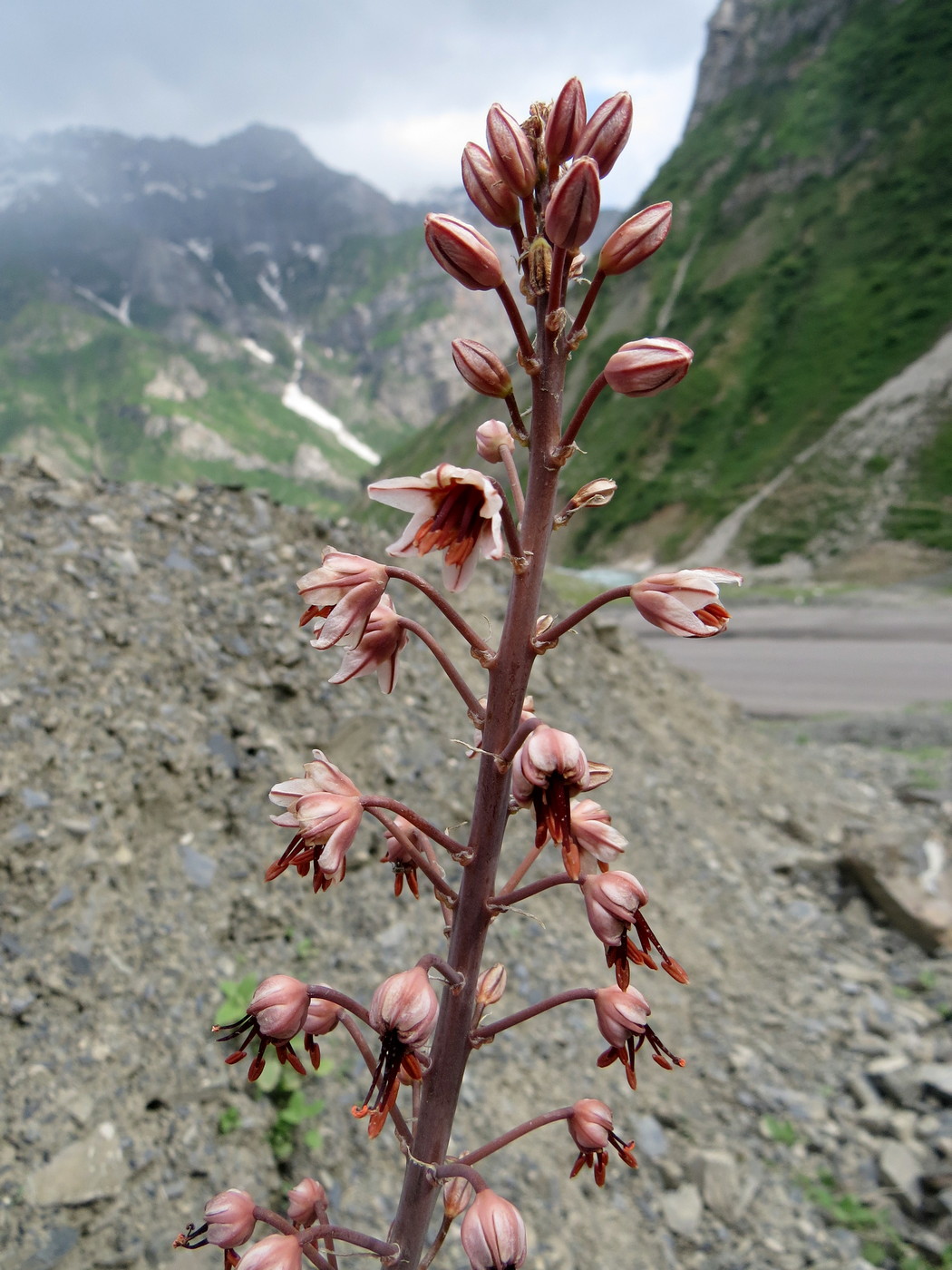 Image of Eremurus brachystemon specimen.