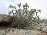 Onosma staminea. Цветущее растение. Казахстан, Мангистауская обл., Тупкараганский р-н, ур. Саура, скалистый край борта разлома. 6 мая 2024 г.