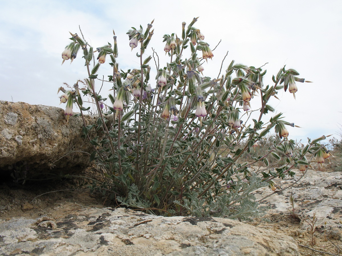 Image of Onosma staminea specimen.