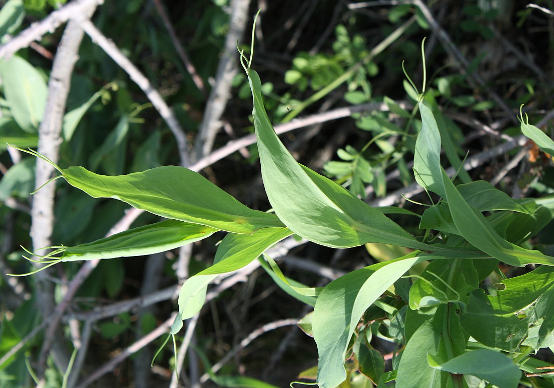 Изображение особи Lathyrus ochrus.