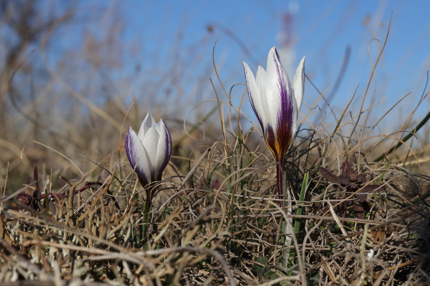 Image of Crocus tauricus specimen.