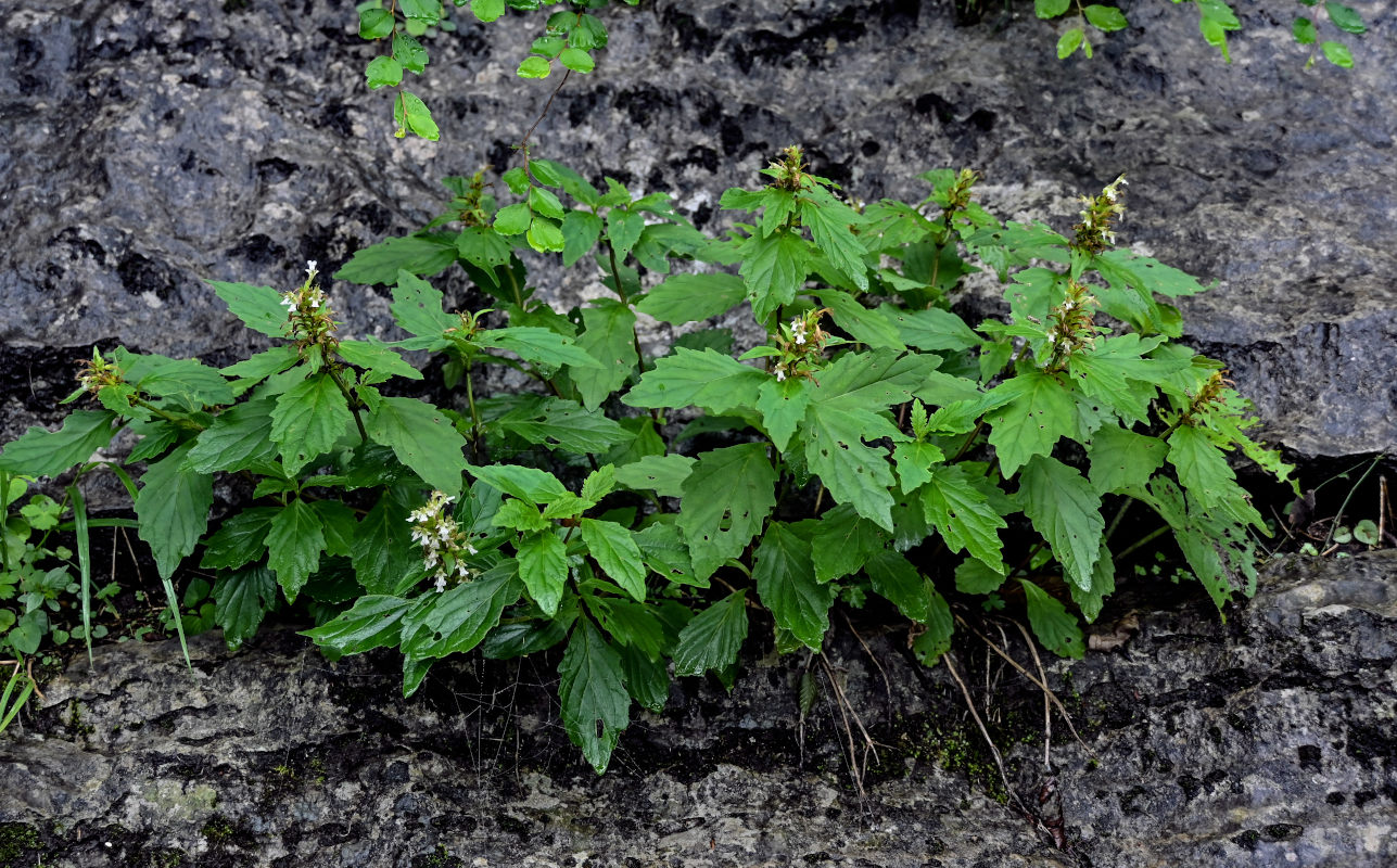 Изображение особи Ajuga decumbens.