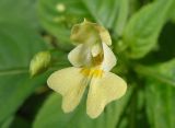 Impatiens parviflora