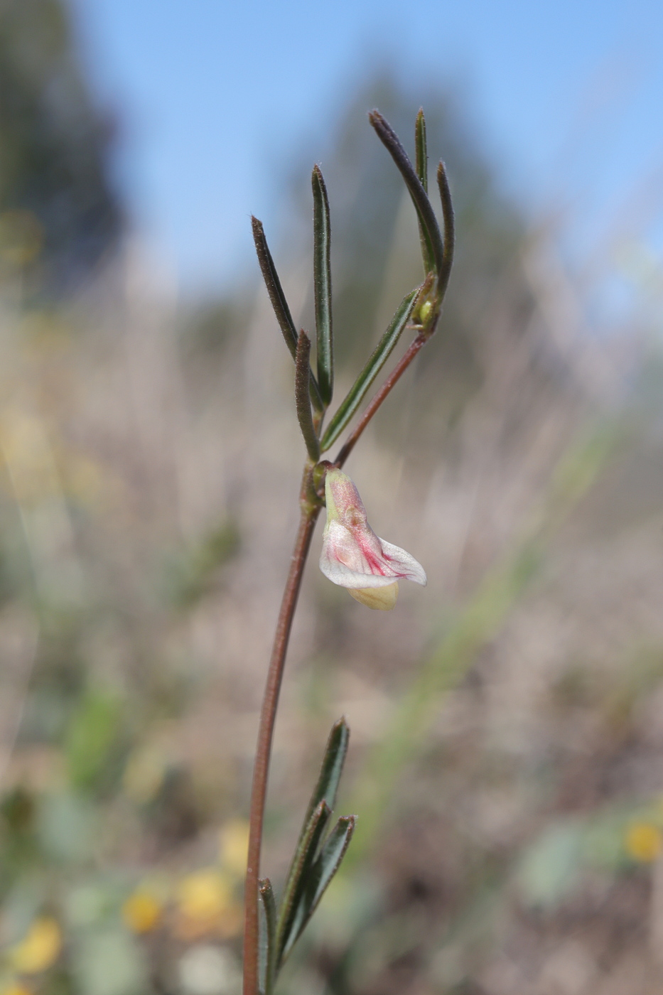 Image of Lathyrus saxatilis specimen.