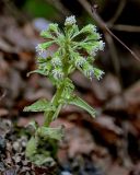 Petasites albus. Цветущее растение. Краснодарский край, Сочи, Хостинский р-н, Змейковские водопады, широколиственный лес. 11.03.2025.