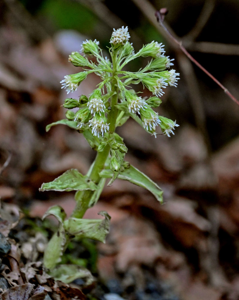Image of Petasites albus specimen.