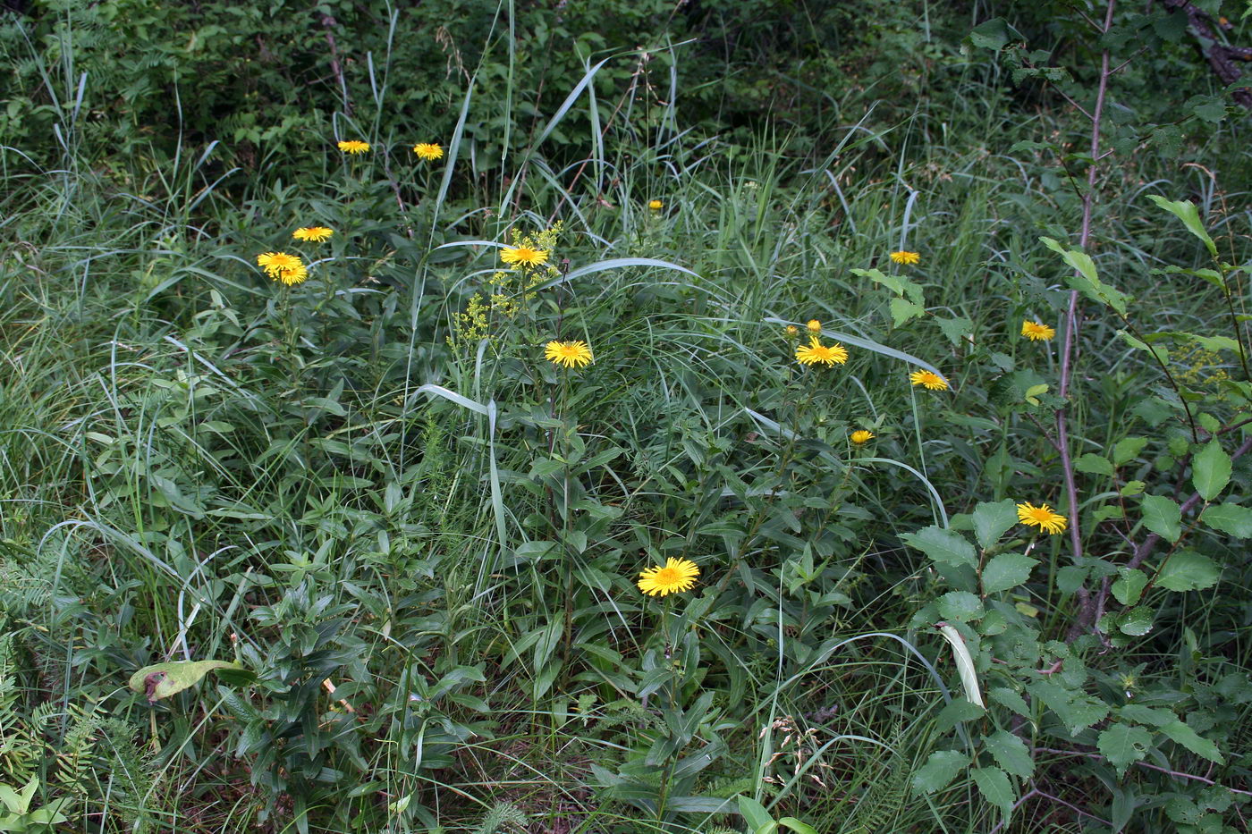 Image of Inula britannica specimen.