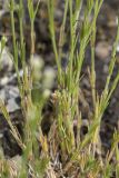 род Asperula