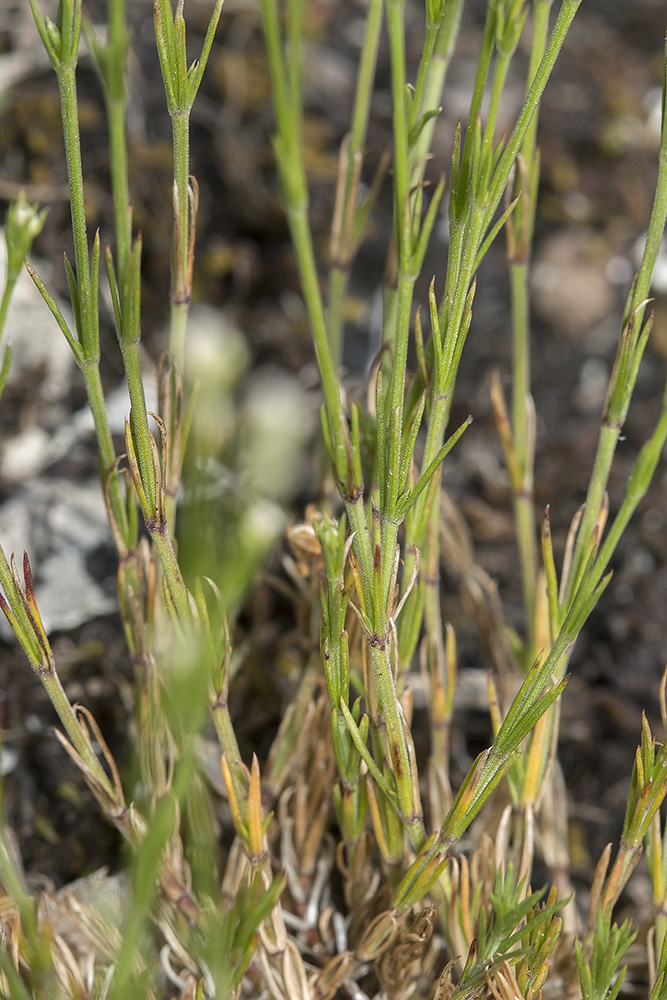 Image of genus Asperula specimen.