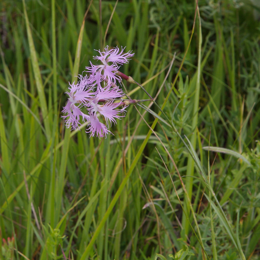 Изображение особи Dianthus superbus.