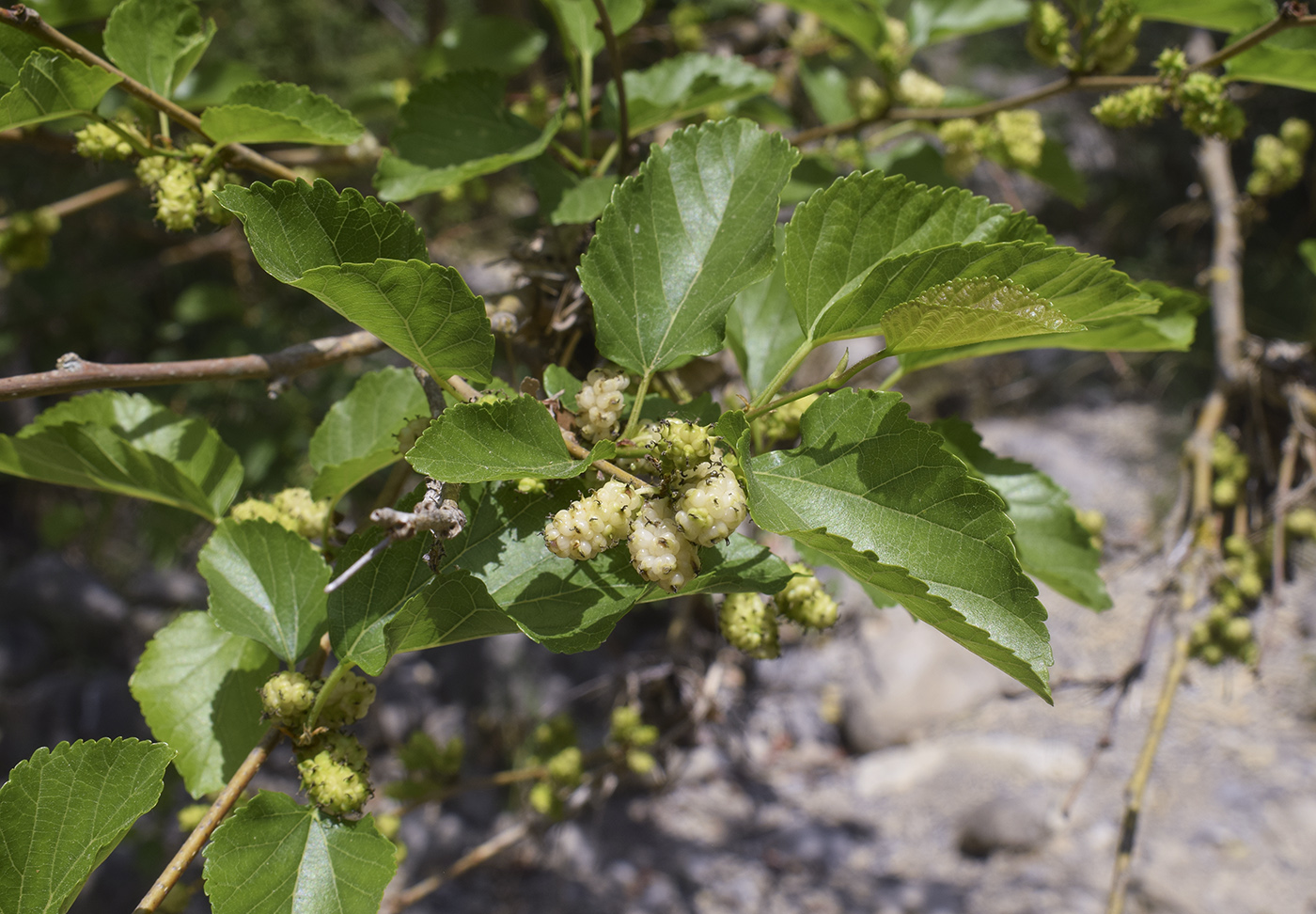 Изображение особи Morus alba.