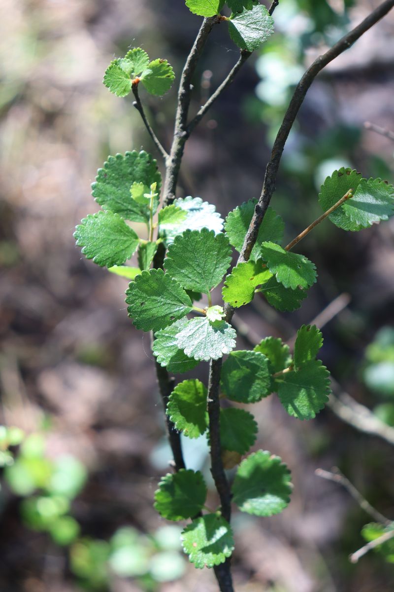 Image of Betula nana specimen.