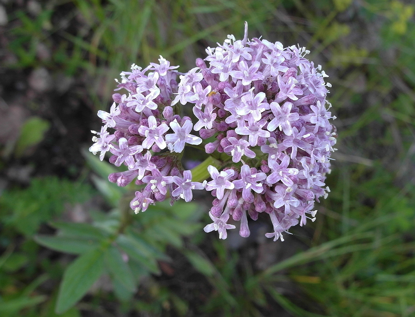 Image of Valeriana dubia specimen.