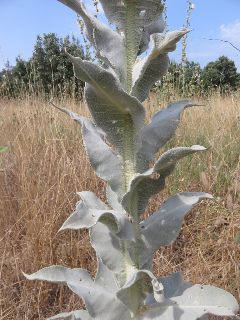 Изображение особи Verbascum mucronatum.