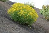 View full-size image Senecio sosnovskyi