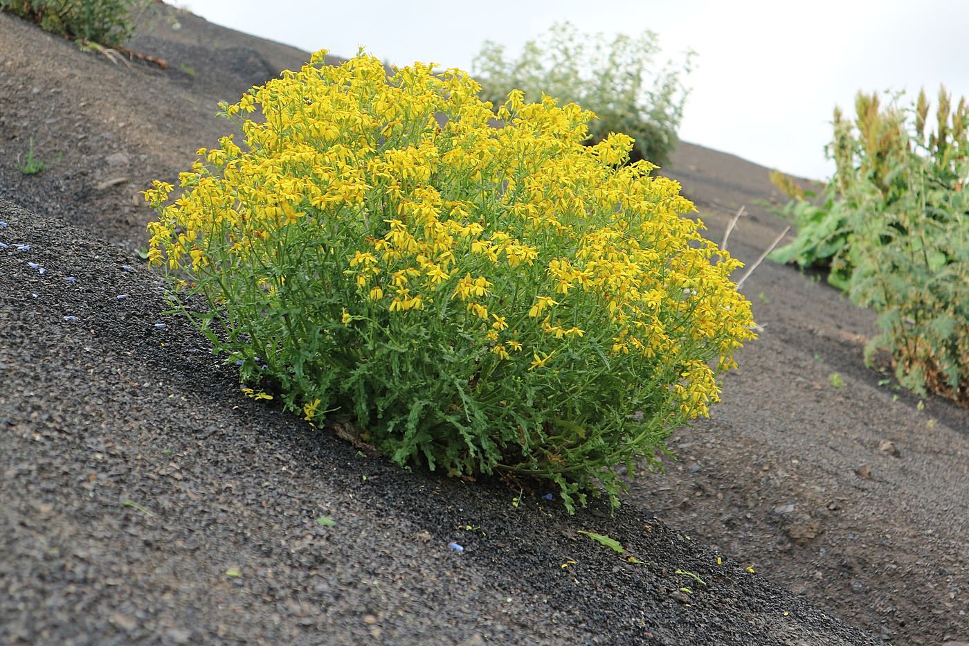 Image of Senecio sosnovskyi specimen.
