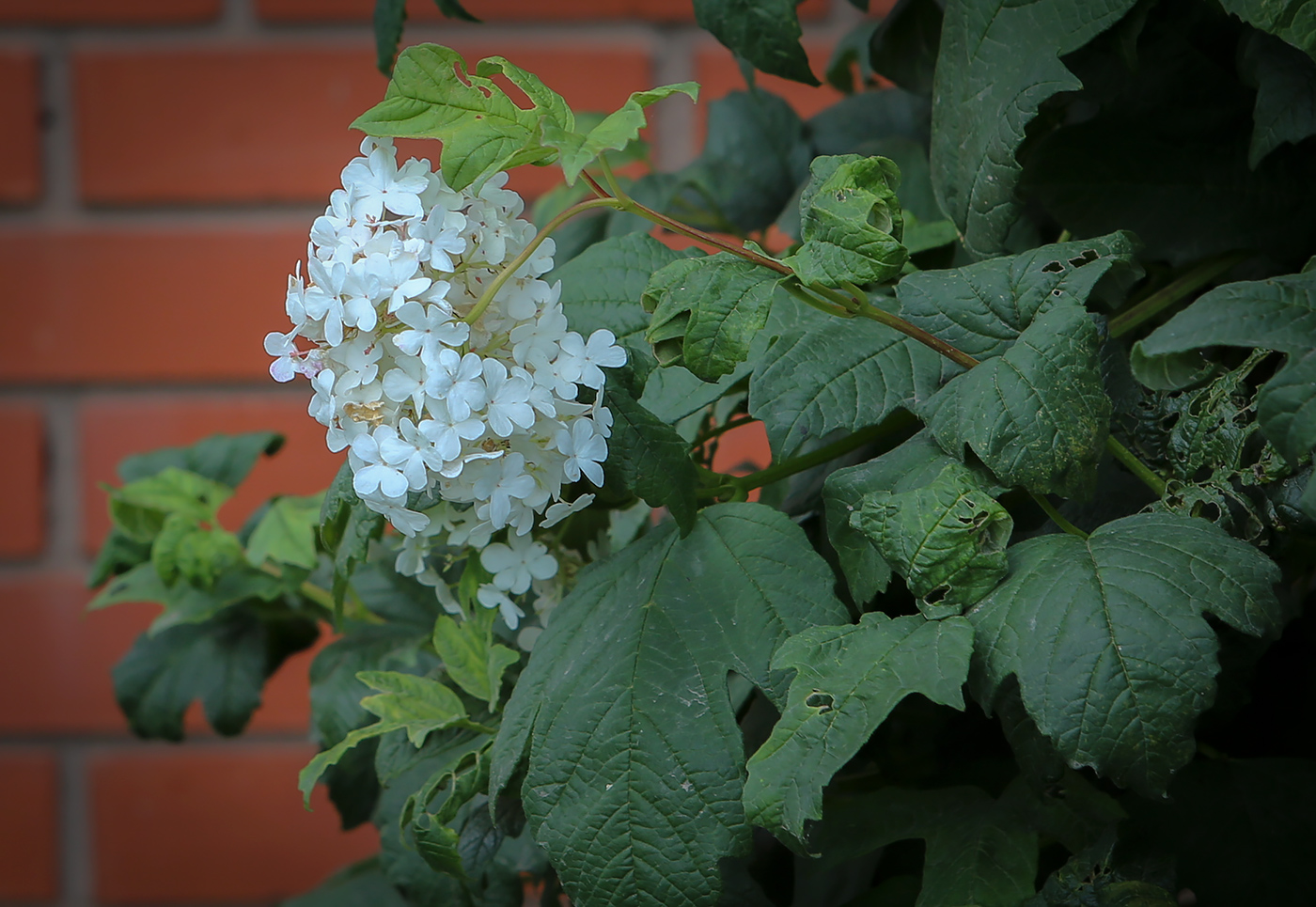Image of Viburnum opulus specimen.
