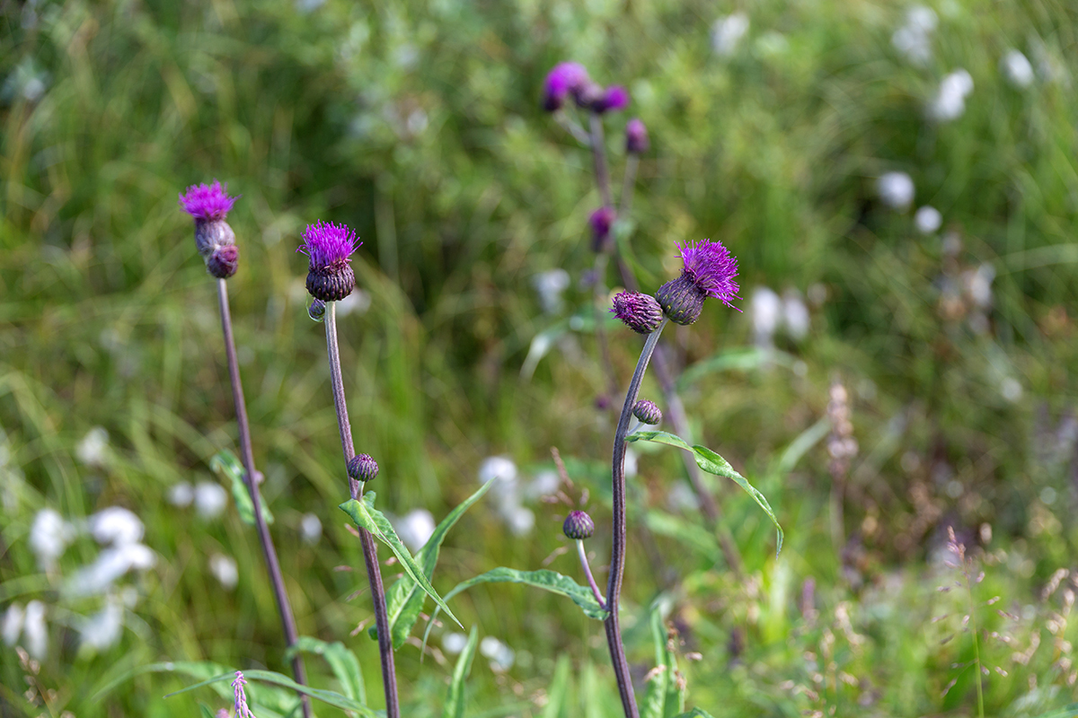 Изображение особи род Cirsium.