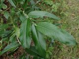 Salix nipponica. Верхушка молодого побега. Хабаровский край, окр. г. Комсомольск-на-Амуре, зарастающая просека. 07.08.2025.