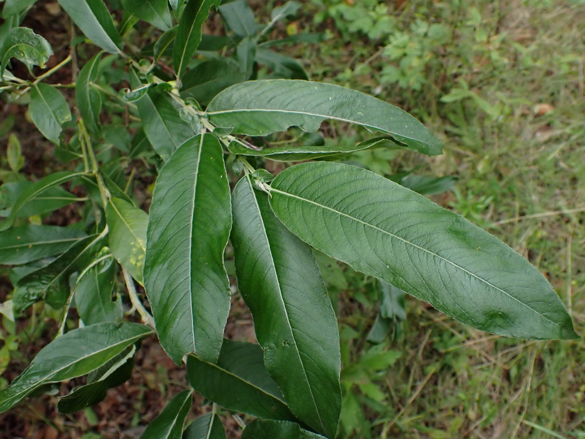 Изображение особи Salix nipponica.