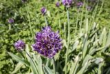 Allium rosenbachianum
