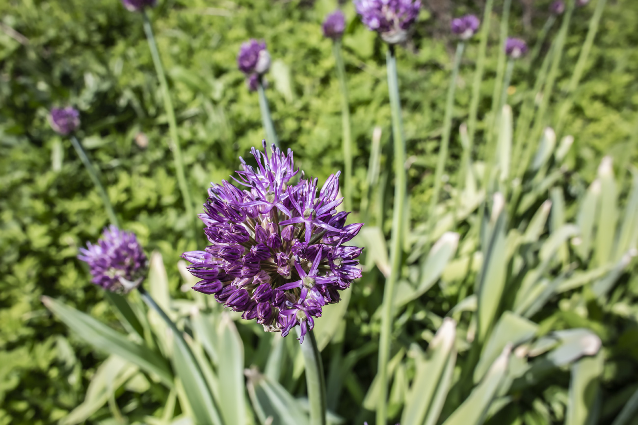 Изображение особи Allium rosenbachianum.