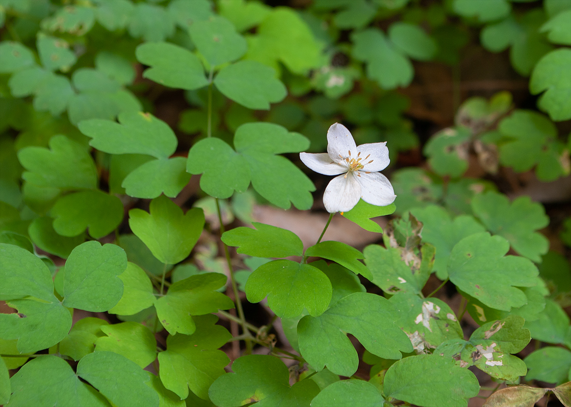 Image of genus Thalictrum specimen.