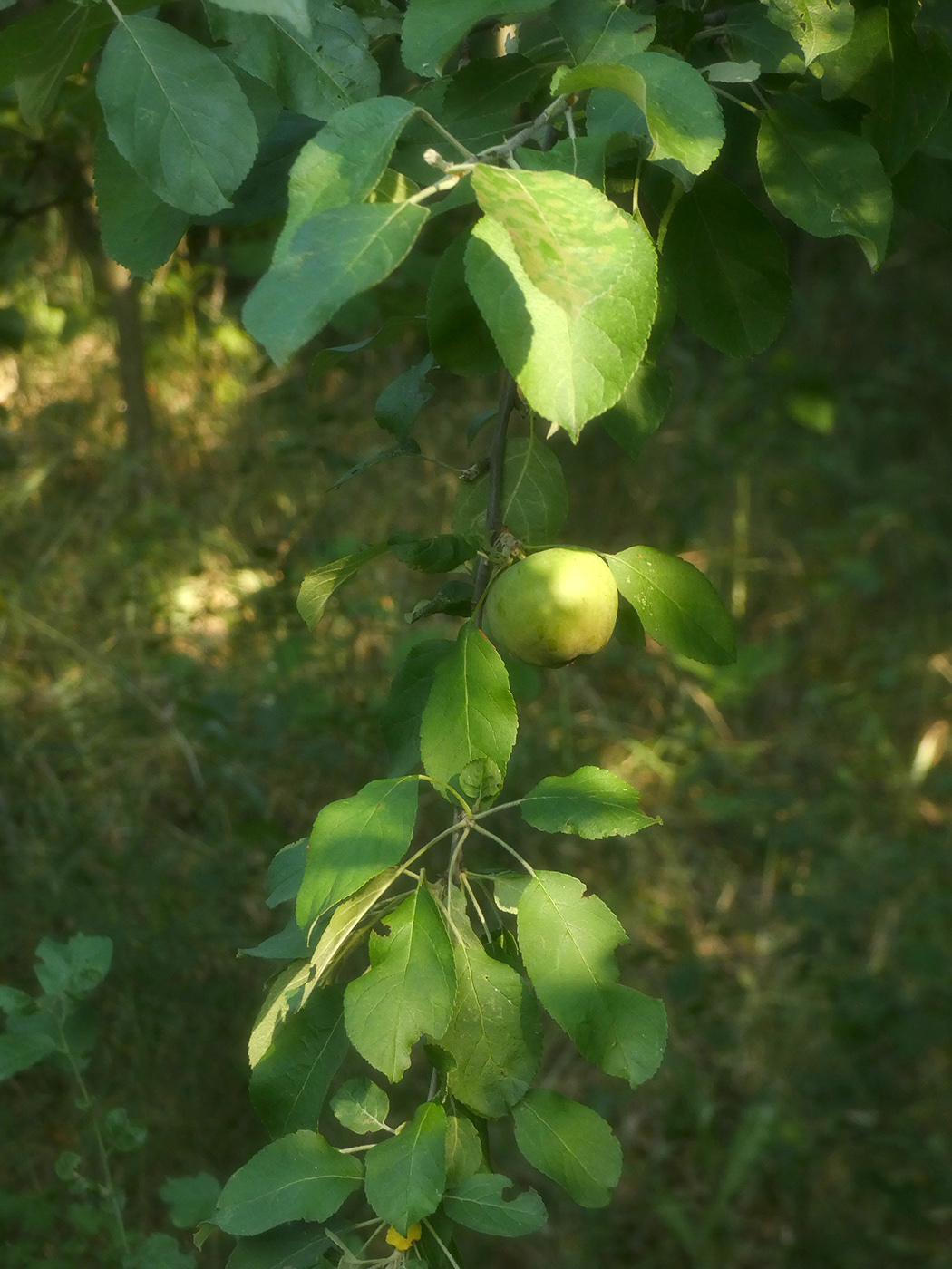 Изображение особи Malus domestica.