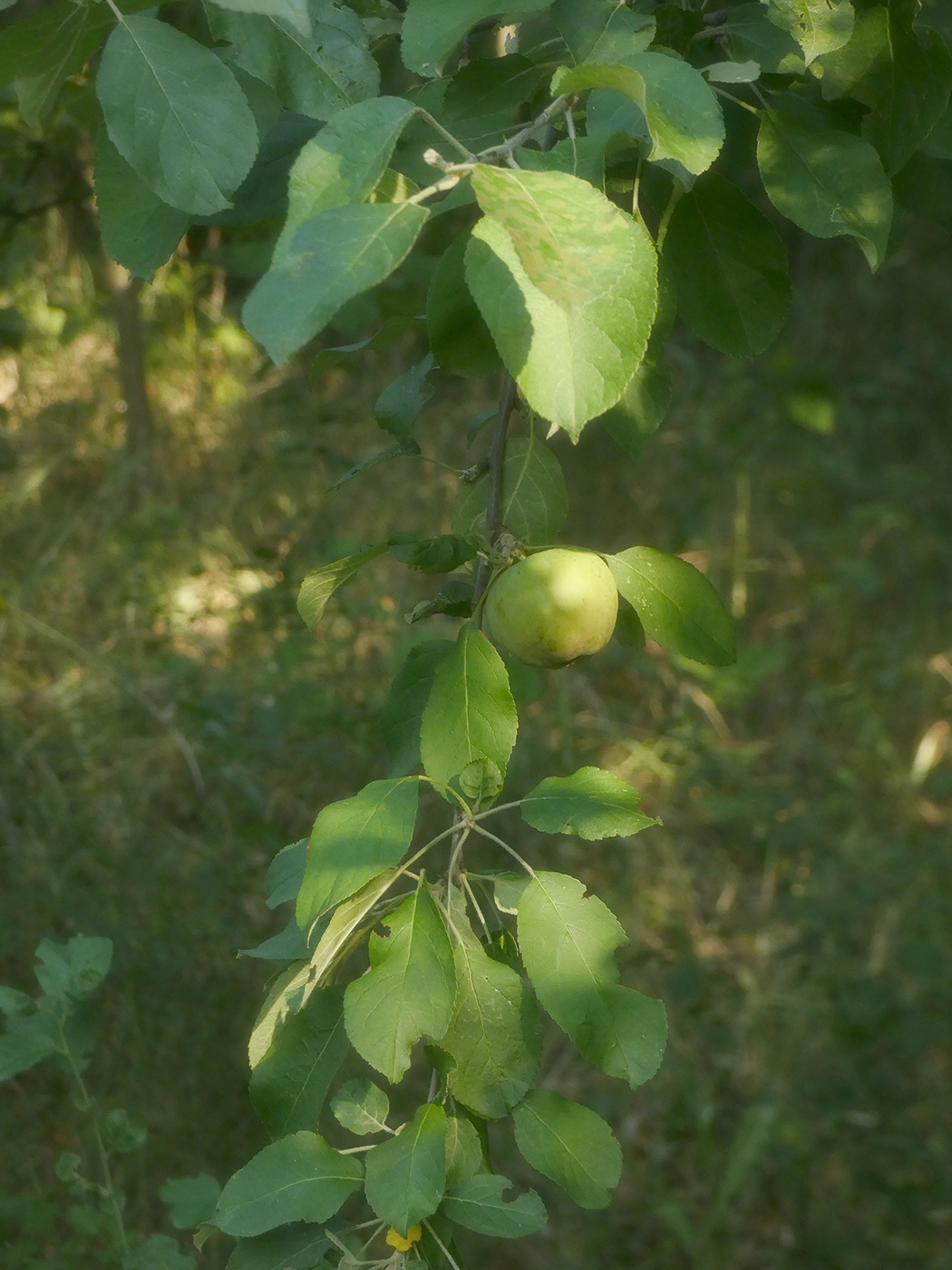 Image of Malus domestica specimen.