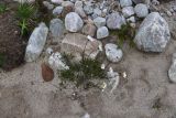 Tripleurospermum caucasicum. Цветущее растение. Кабардино-Балкария, Эльбрусский р-н, западная часть котловины оз. Донгуз-Орун, осушенный участок озера. 18 июня 2025 г.