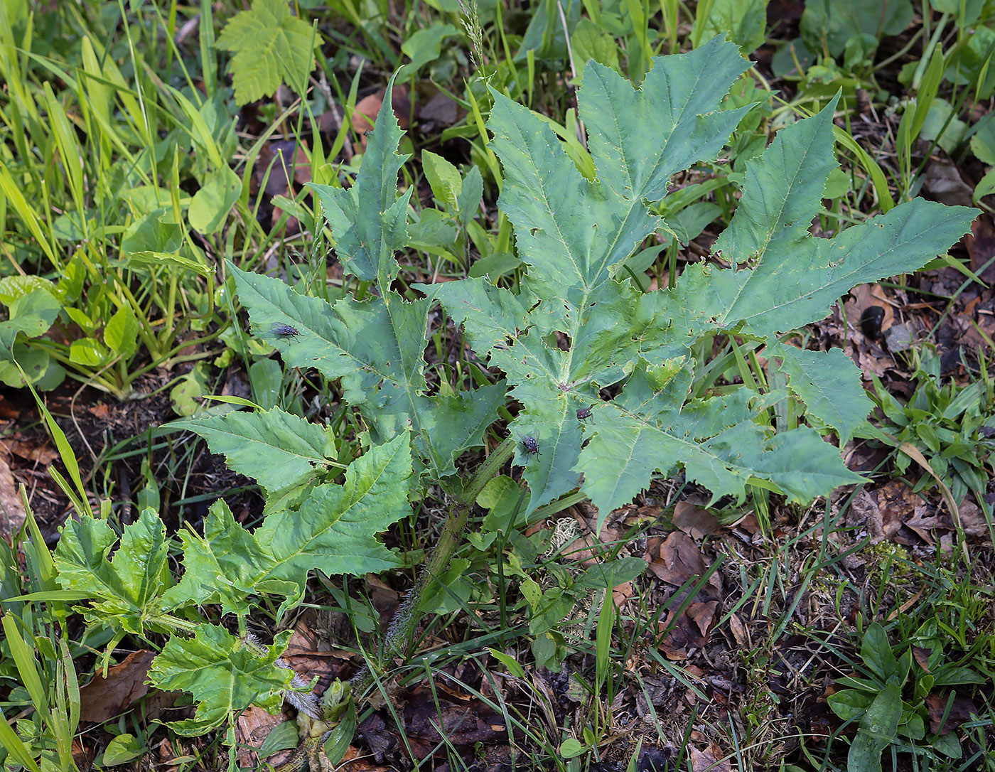 Image of genus Heracleum specimen.
