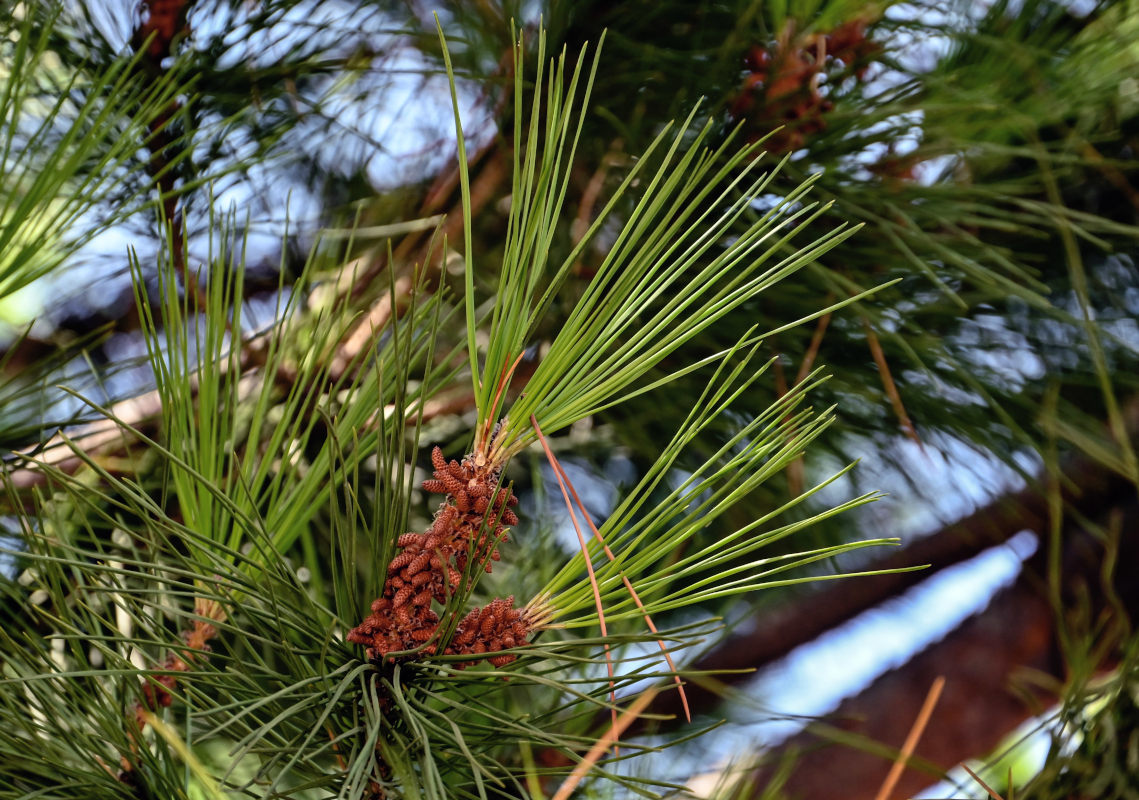Image of Pinus pinea specimen.