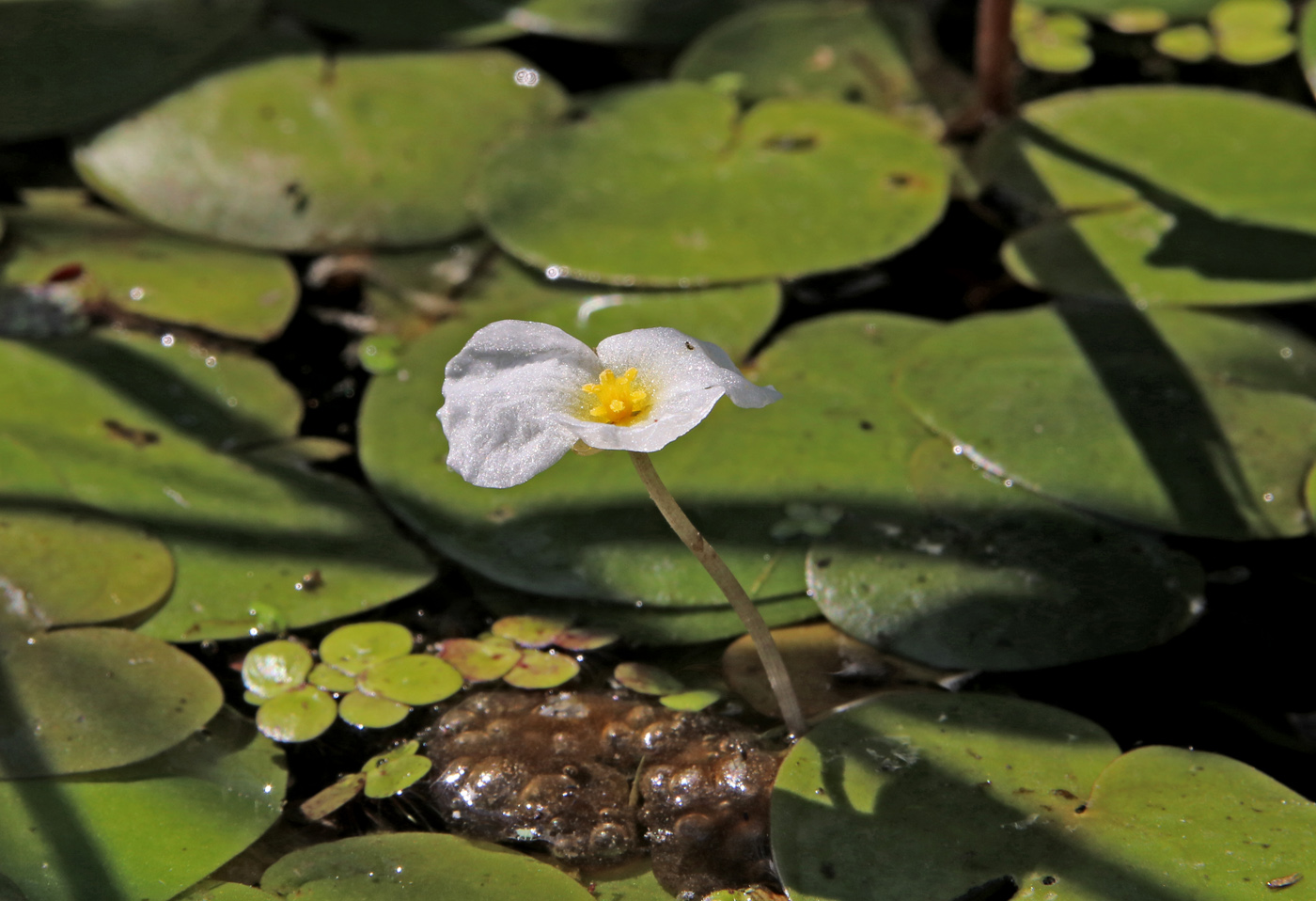 Image of Hydrocharis morsus-ranae specimen.