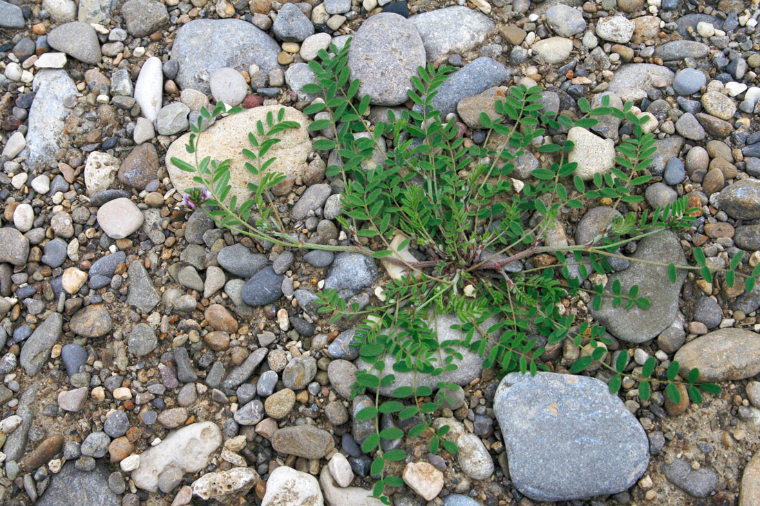Image of Astragalus filicaulis specimen.