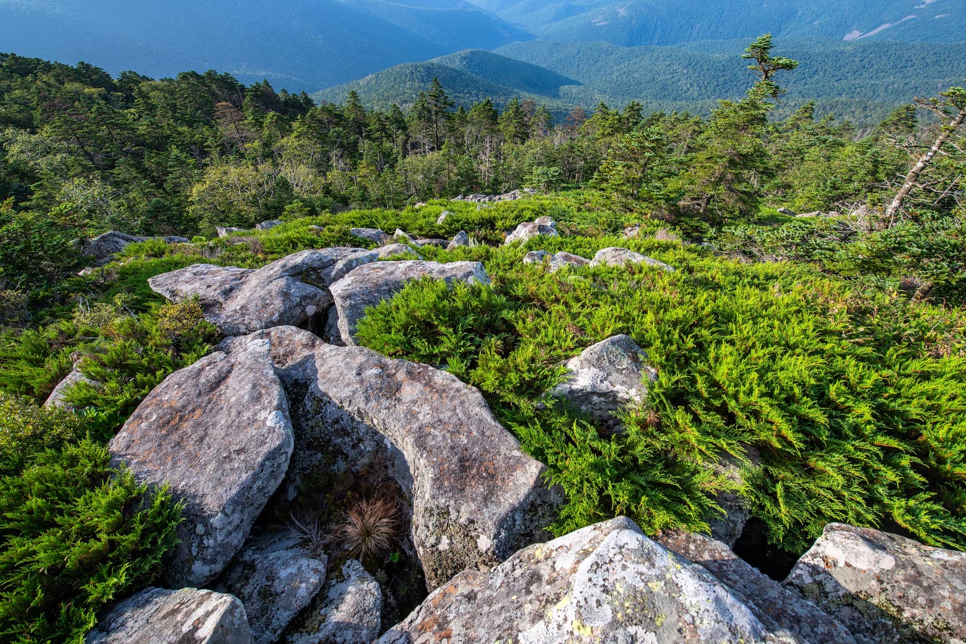 Изображение особи Microbiota decussata.
