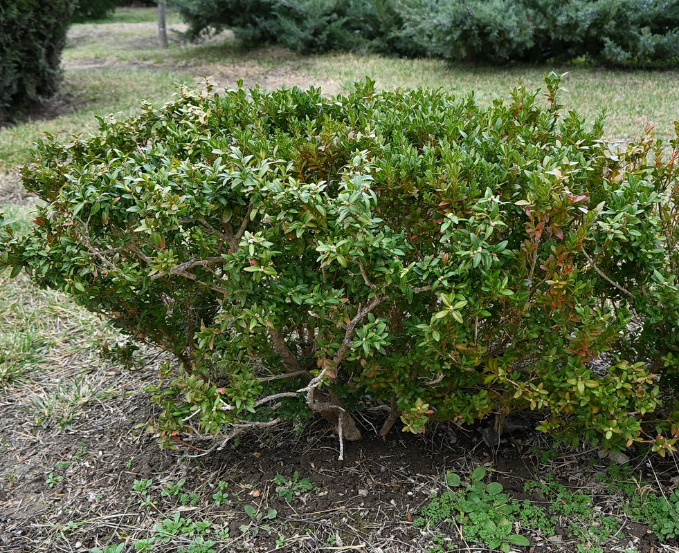 Изображение особи Buxus balearica.