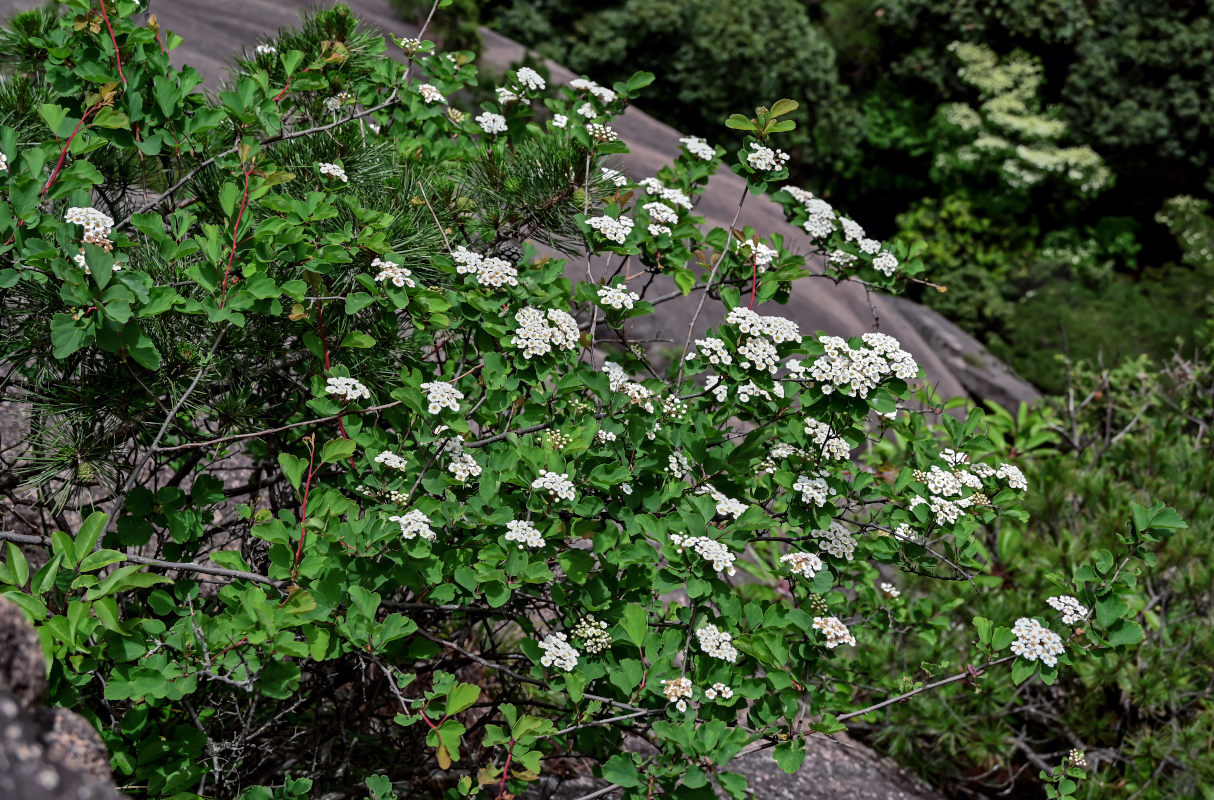 Изображение особи Spiraea blumei.