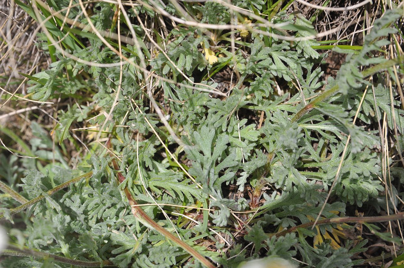 Изображение особи Неопознанный вид.