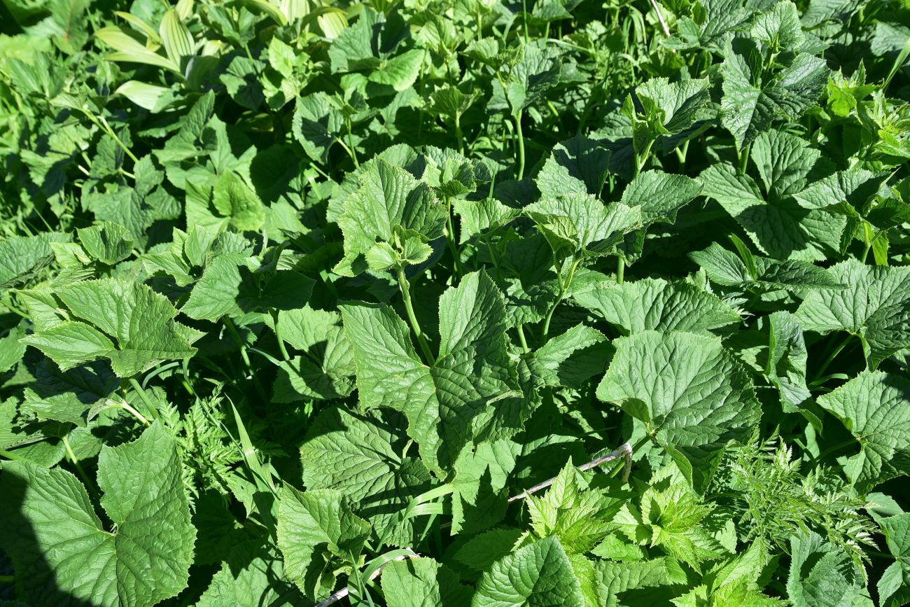 Image of Caucasalia macrophylla specimen.