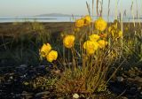 genus Papaver. Цветущее растение. Чукотка, Чаунская низм., побережье Чаунской губы, устье р. Тьэюкууль, 20.07.2005.