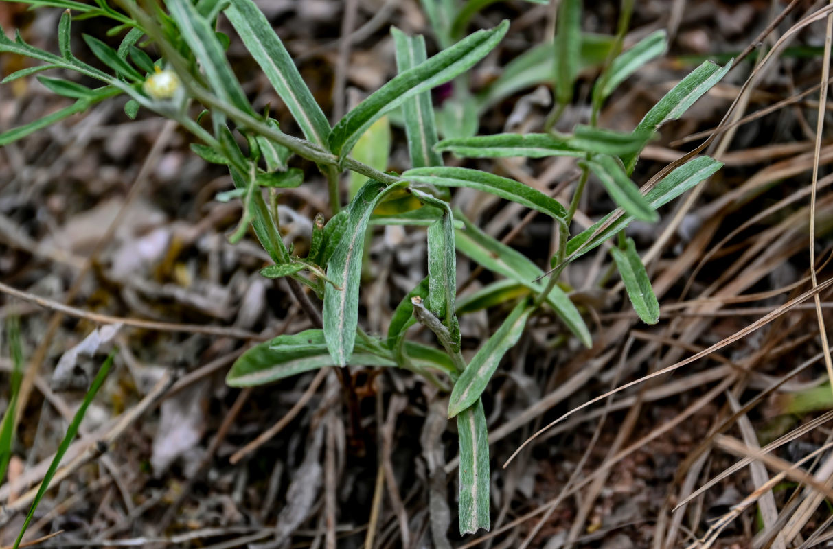 Image of genus Leontopodium specimen.
